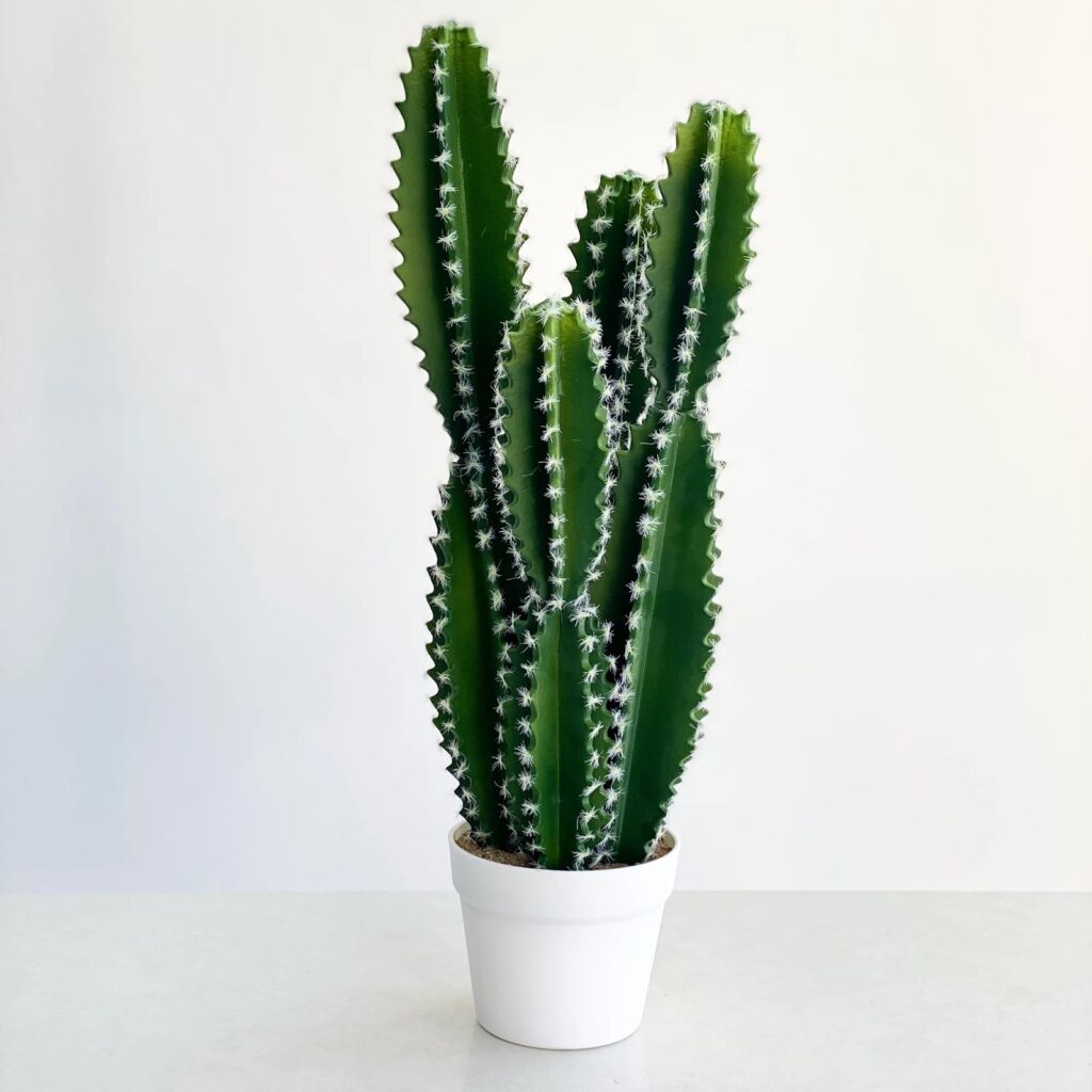 cereus cactus at home