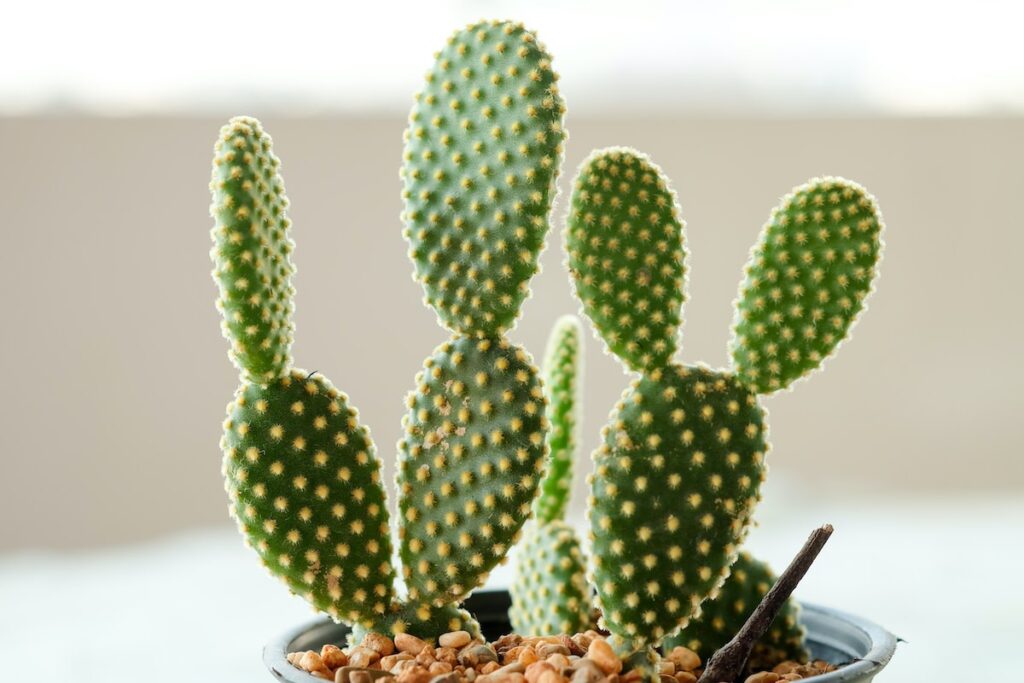 angel wings cactus indoors