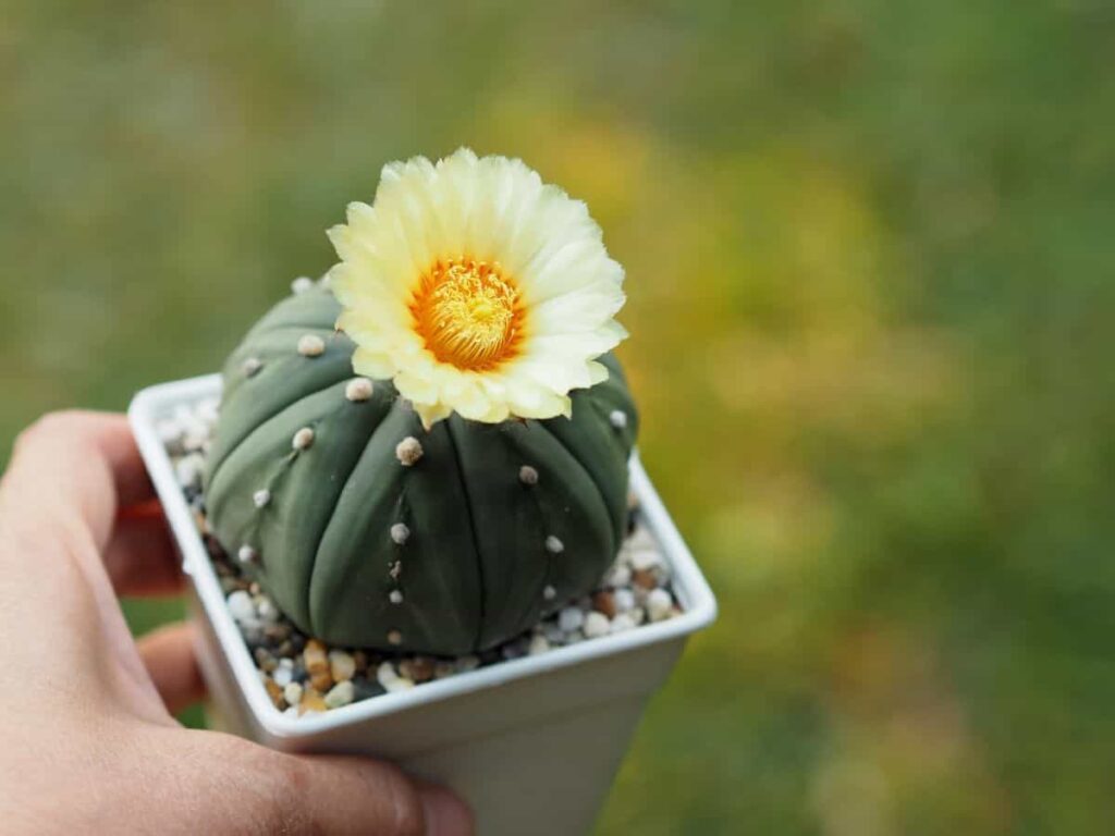 star cactus indoors