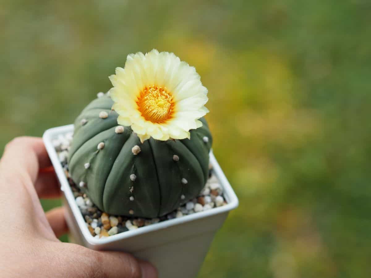 benefits of cactus plant at home