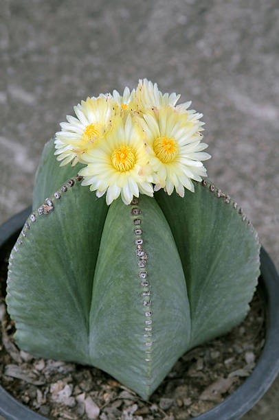 bishop's cap cactus indoors